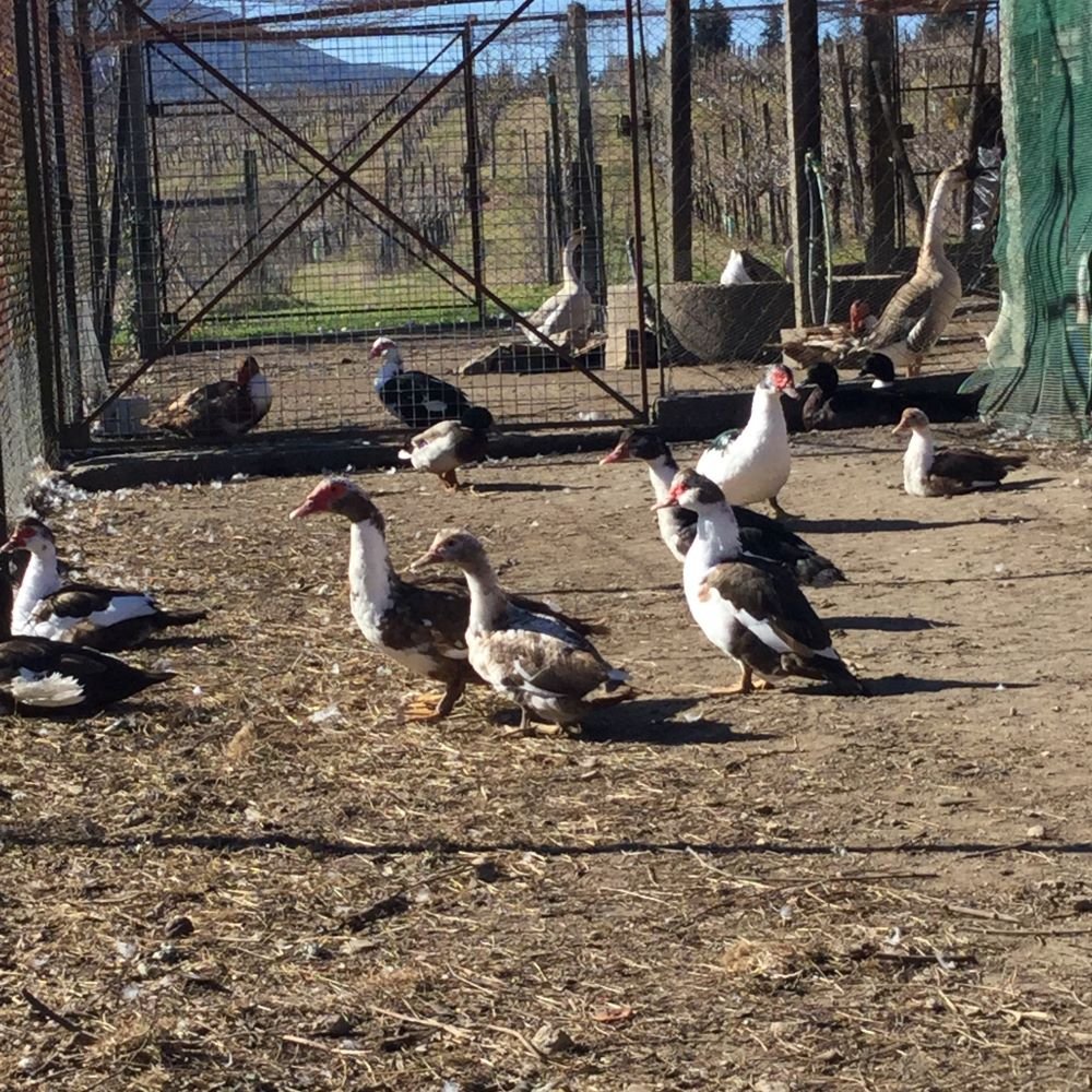 IMG_4917 - 1000-1000