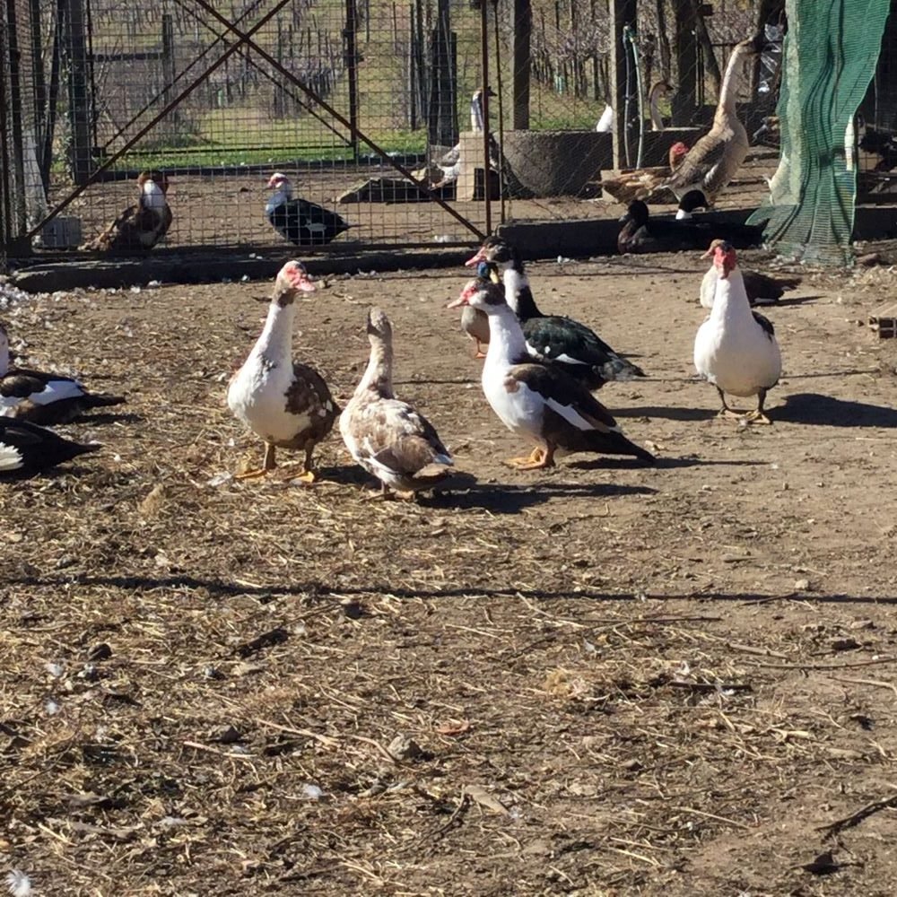 IMG_4918 - 1000-1000